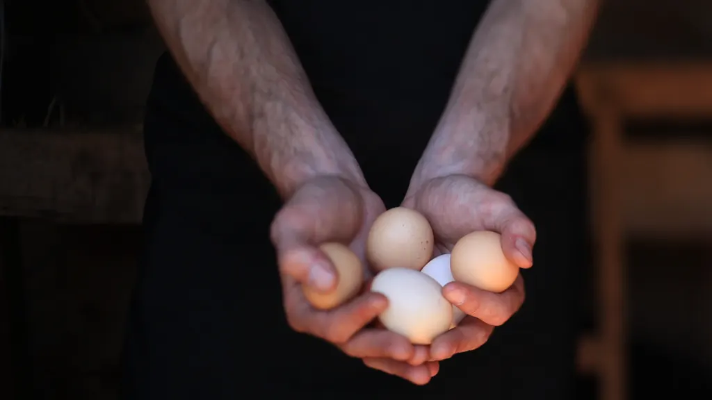 oeufs dans la main du producteur