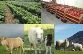 ferme_salaberry_1.jpg