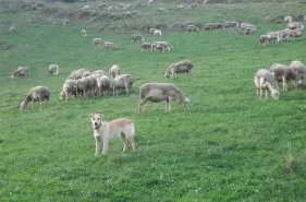 Le gardien du troupeau