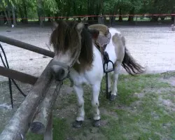 Poney .jpg