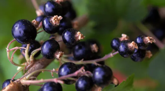 Les fruits du cassissier