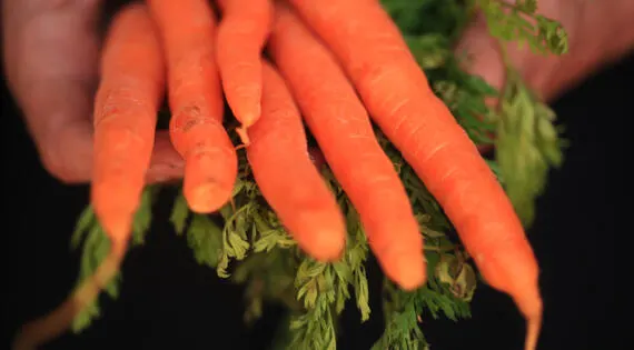 Carottes