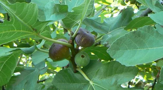 Figues sur arbre