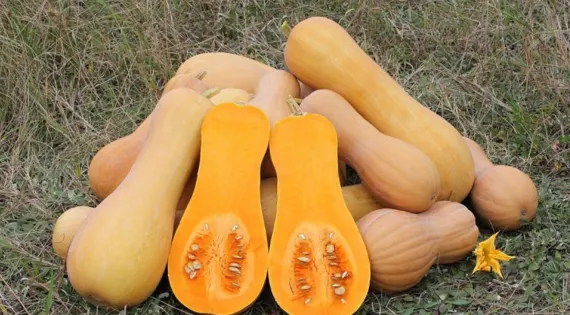 Butternut coupé