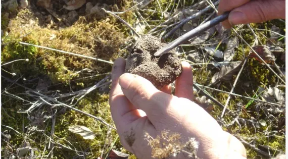 Ramassage de truffes