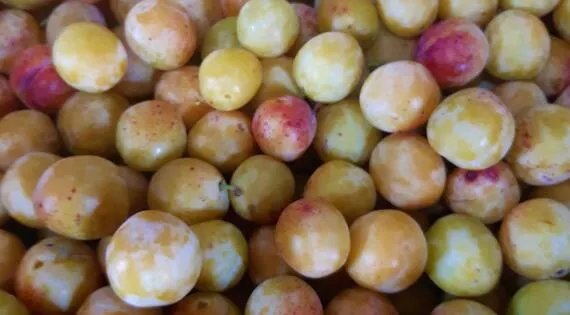 Les mirabelles des Vergers de Soucé